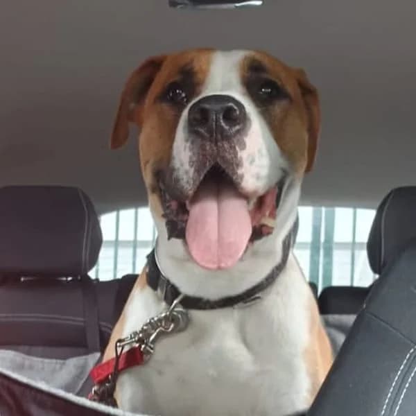 Balou, male mixed breed for adoption at Dierenasiel Lommel, Lommel