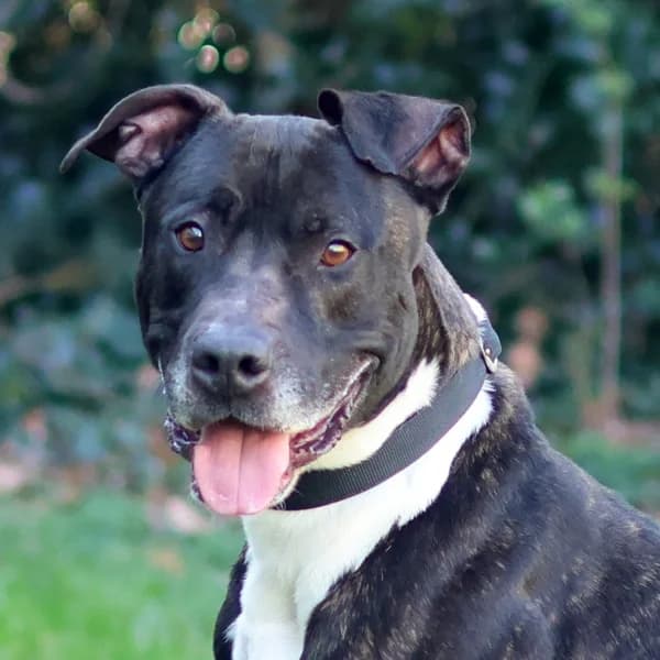 Rakky, male mixed breed for adoption at Dierenasiel Lommel, Lommel