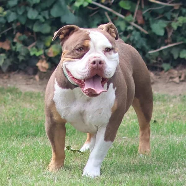 Boomer, male mixed breed for adoption at Dierenasiel Lommel, Lommel