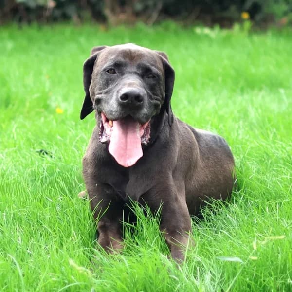 Wolf, male mixed breed for adoption at Dierenasiel Lommel, Lommel
