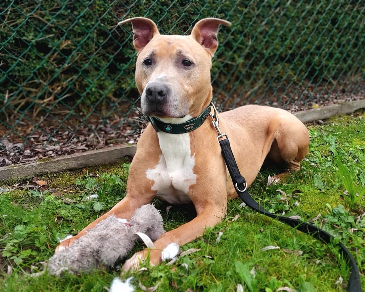 DARCO, male puppy American Staffordshire Terrier for adoption at Dierenwereldkruis VZW, Bornem