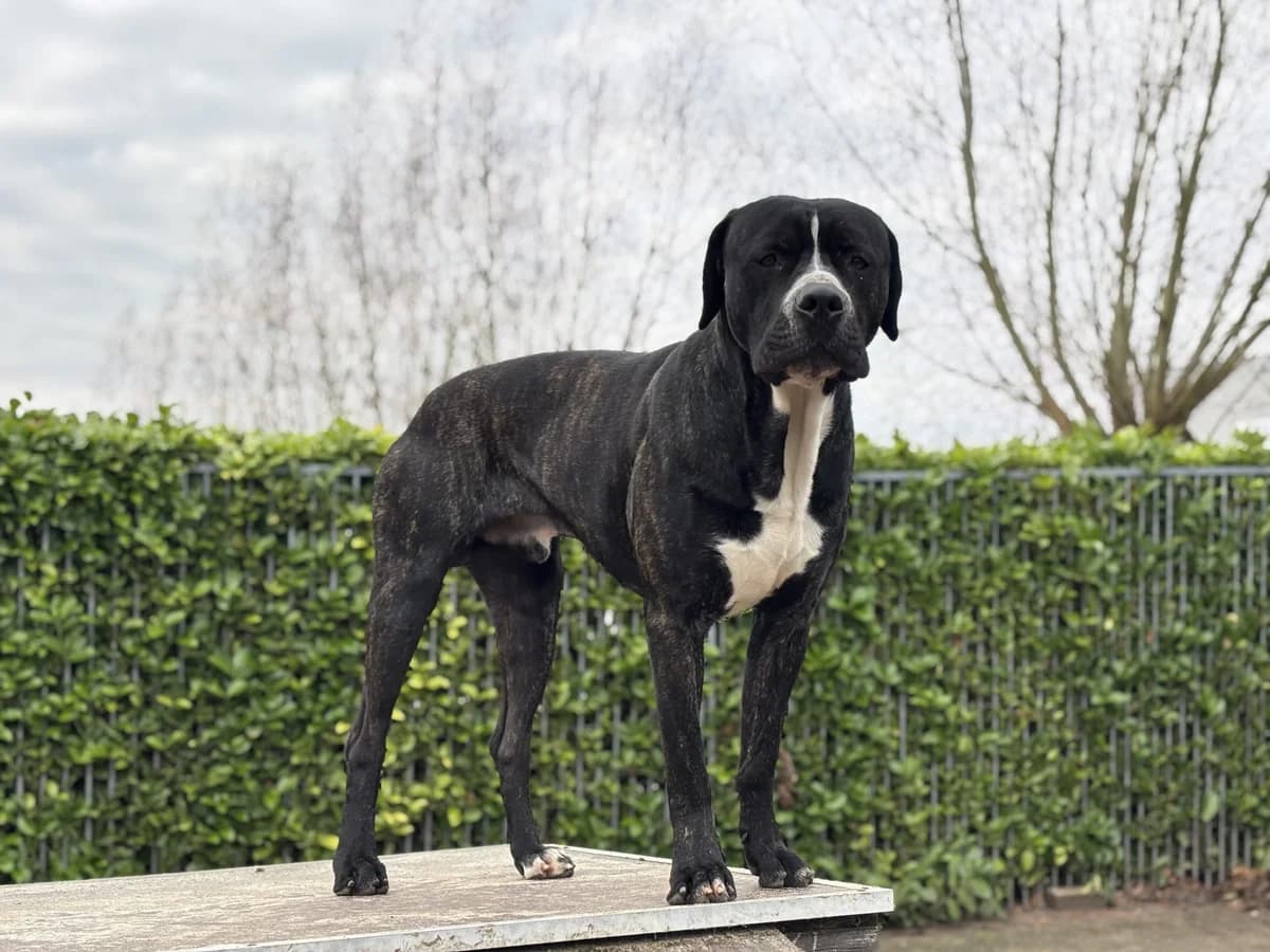 MANU, male Cane Corso for adoption at Dierenwereldkruis VZW, Bornem