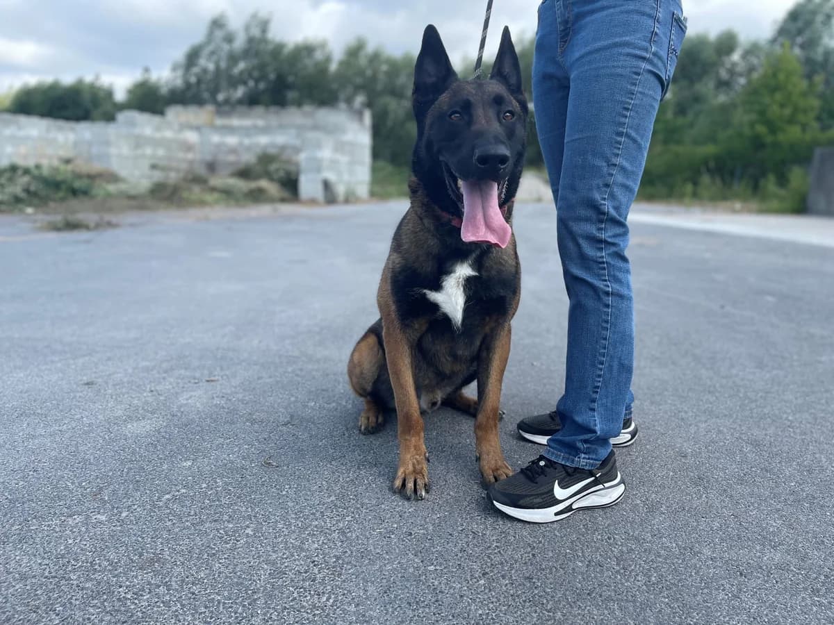 KENZO, male mixed breed for adoption at Dierenwereldkruis VZW, Bornem