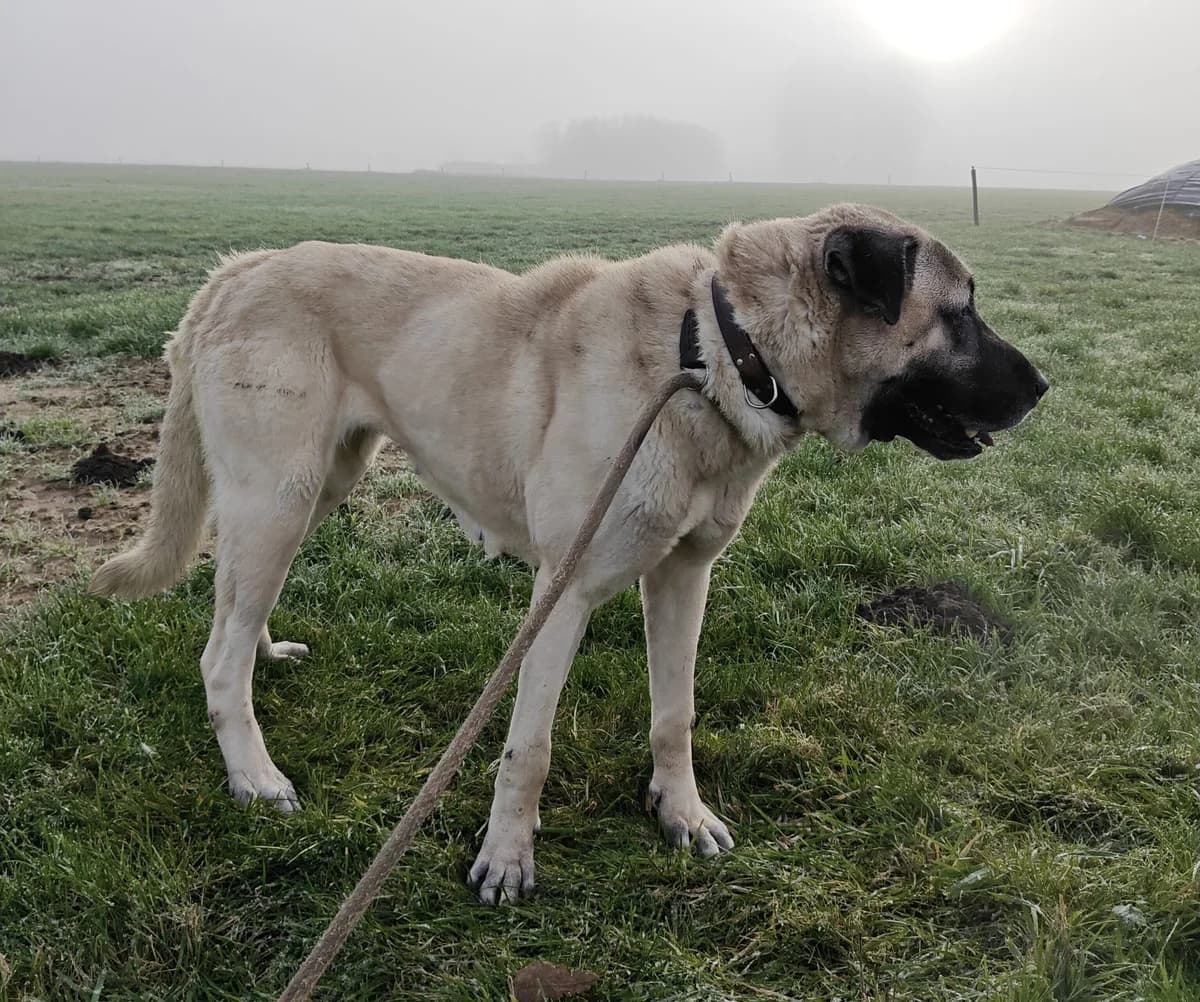 CANKIZ, female mixed breed for adoption at Dierenwereldkruis VZW, Bornem