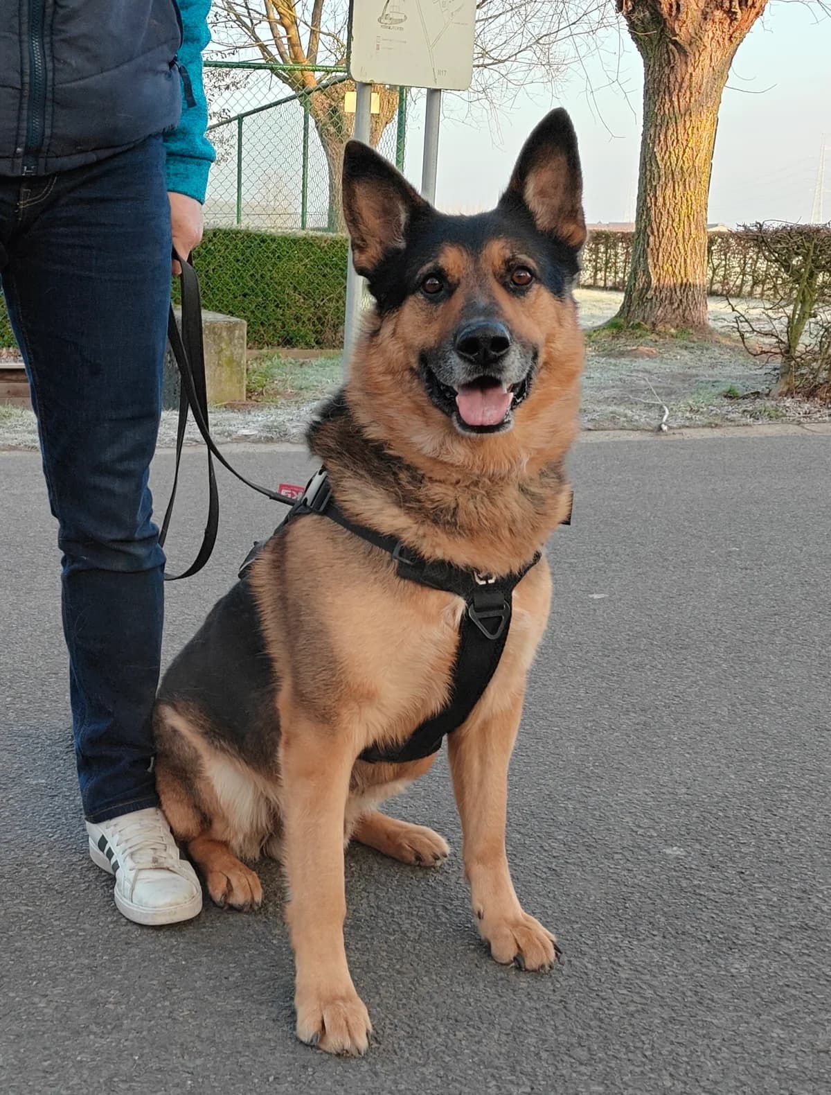 CHEVY, male mixed breed for adoption at Dierenwereldkruis VZW, Bornem