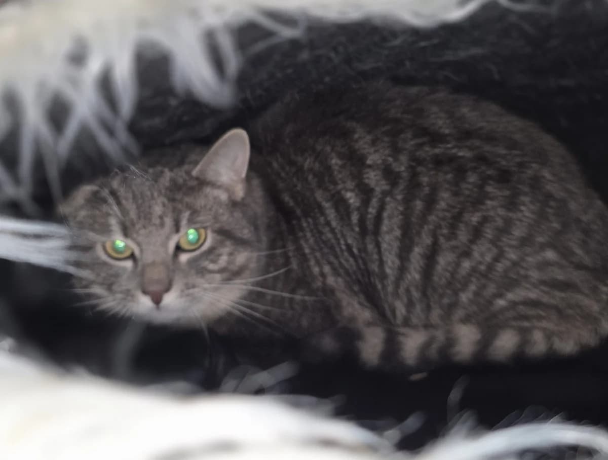 SKYE, male mixed breed for adoption at Dierenwereldkruis VZW, Bornem