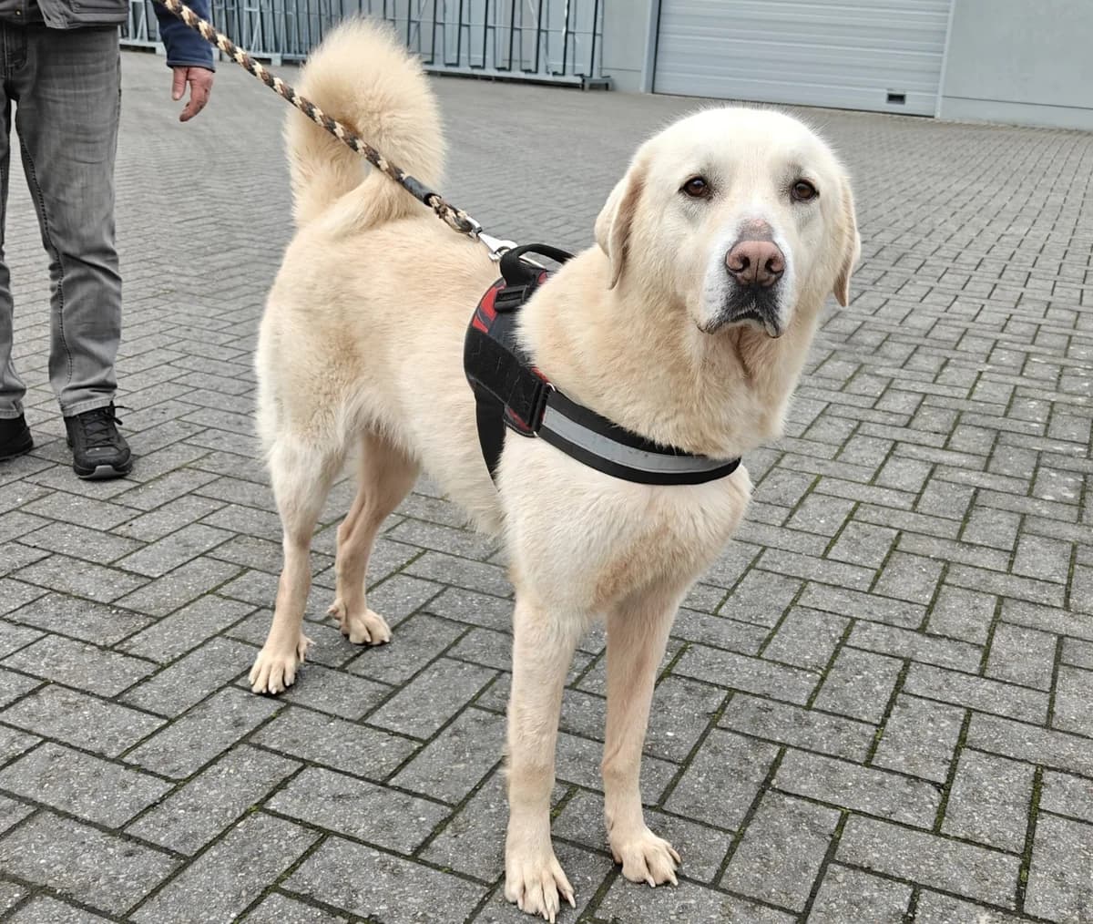 LOU, male Akbash for adoption at Dierenwereldkruis VZW, Bornem