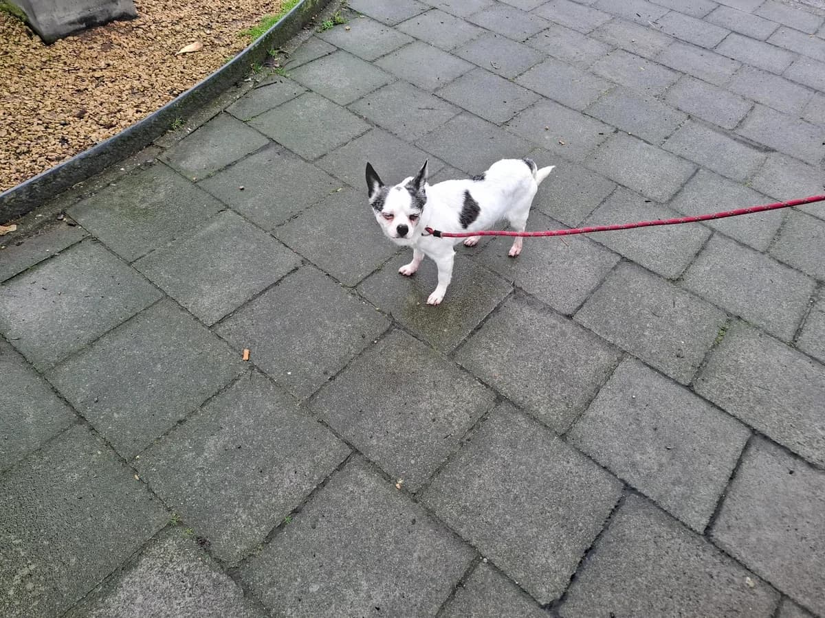 PABLO, male Chihuahua for adoption at Dierenwereldkruis VZW, Bornem