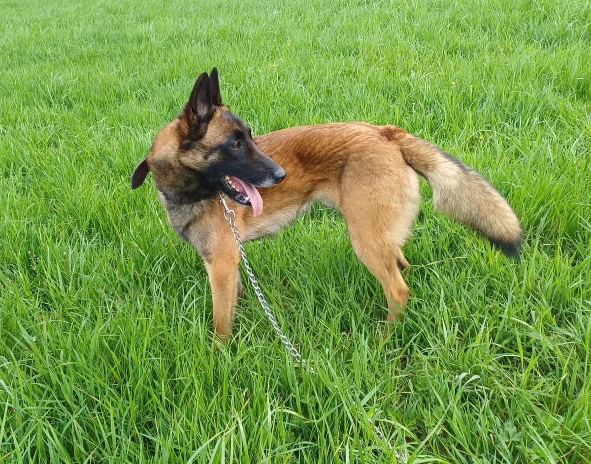 BODHI, male young mixed breed for adoption at Dierenwereldkruis VZW, Bornem