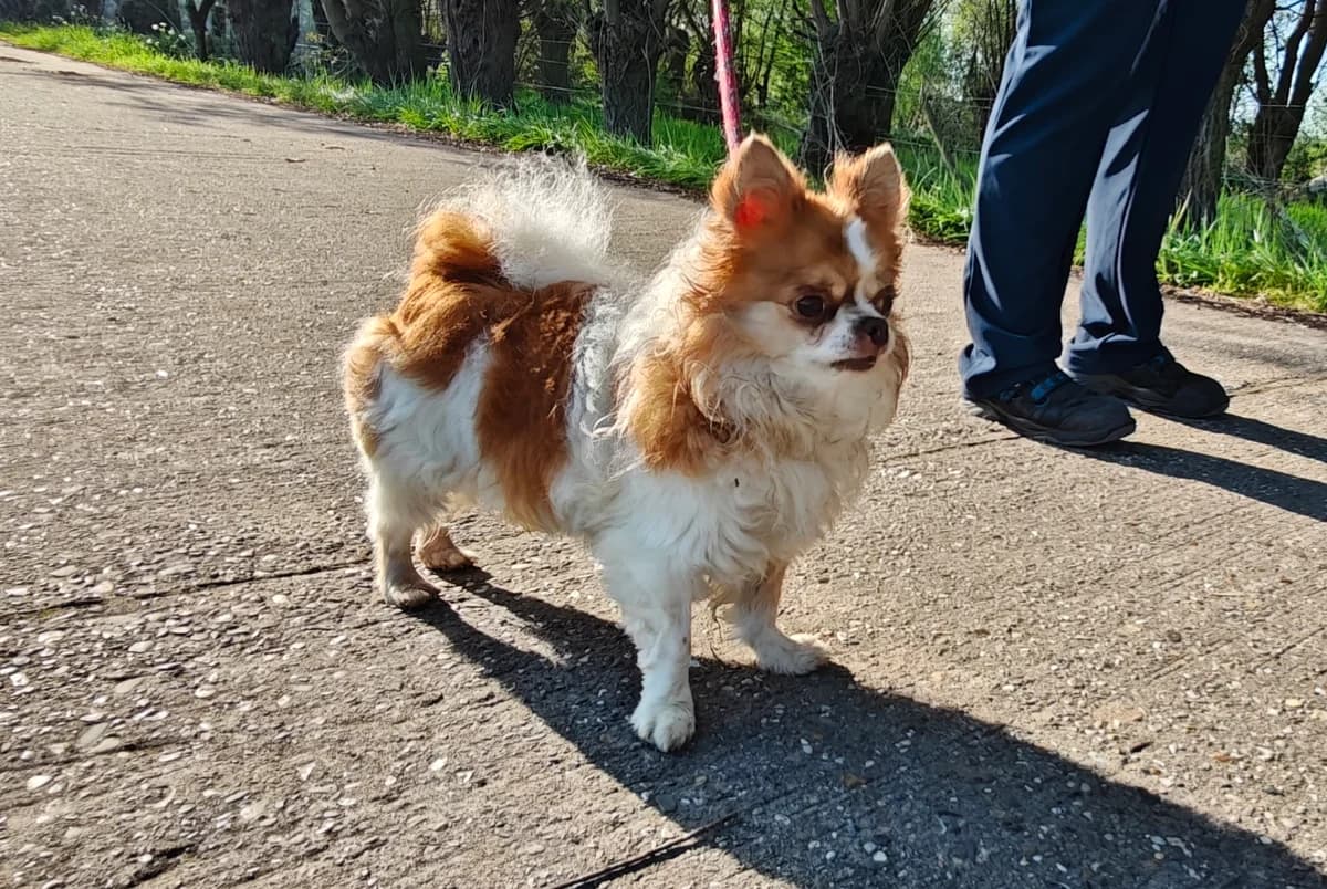Toby, male senior Chihuahua for adoption at Dierenwereldkruis VZW, Bornem