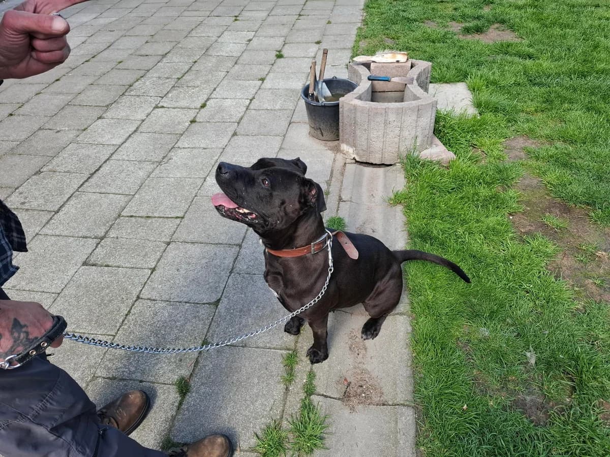 LUNA, female 7yo mixed breed for adoption at Dierenwereldkruis VZW, Bornem