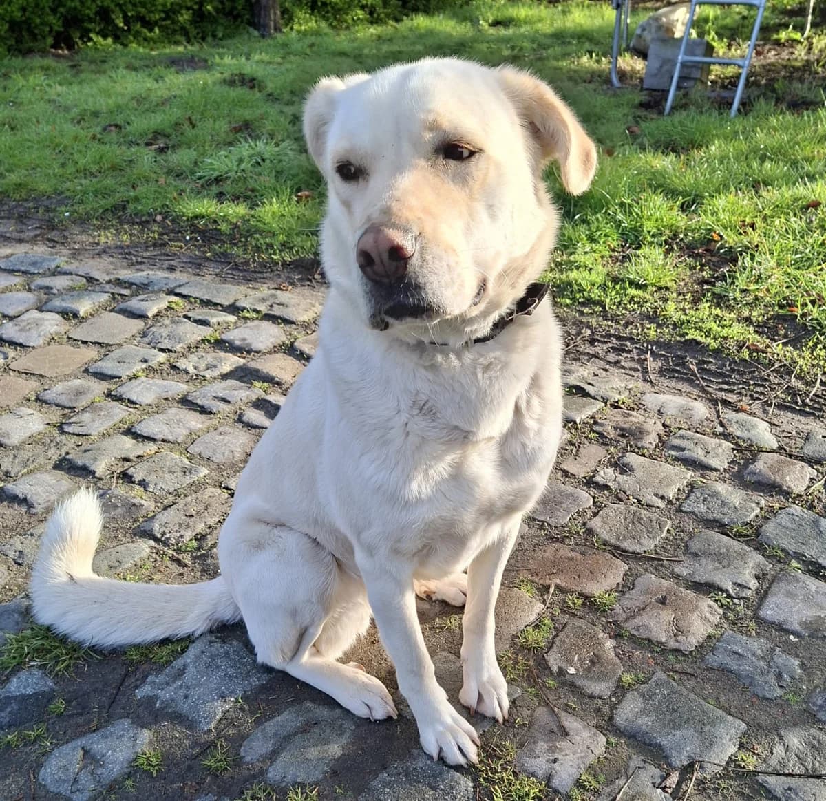 LENKA, female Labrador Retriever for adoption at Dierenwereldkruis VZW, Bornem