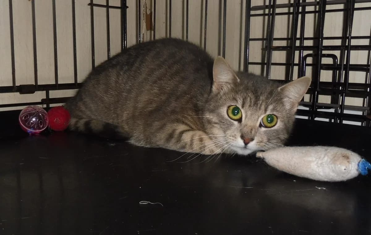 LUNA, female mixed breed for adoption at Dierenwereldkruis VZW, Bornem