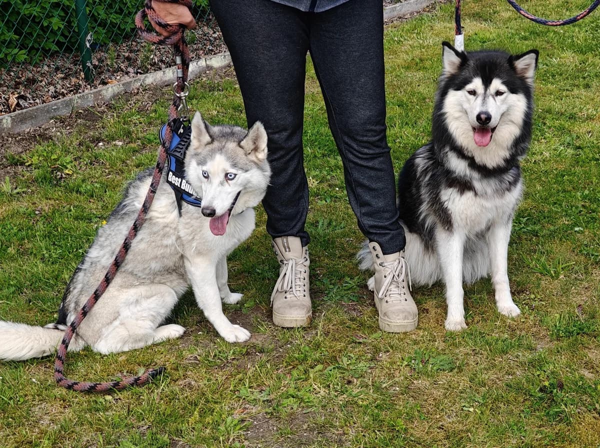 ICE EN DAISY, female Husky for adoption at Dierenwereldkruis VZW, Bornem