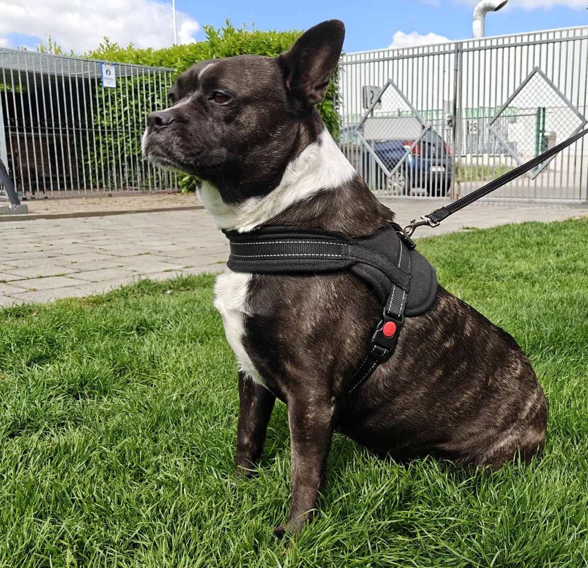 LILLY, female English Bulldog for adoption at Dierenwereldkruis VZW, Bornem