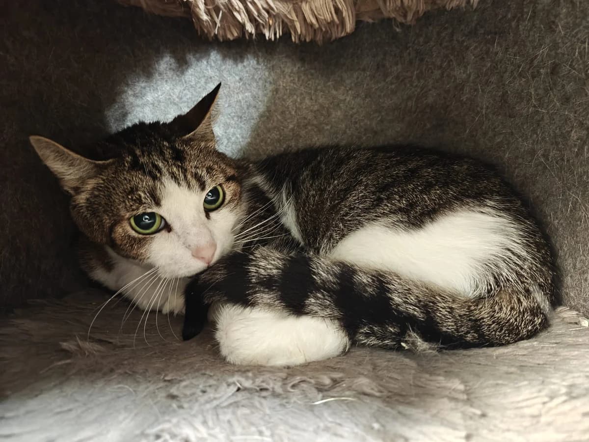 STELLA, female mixed breed for adoption at Dierenwereldkruis VZW, Bornem