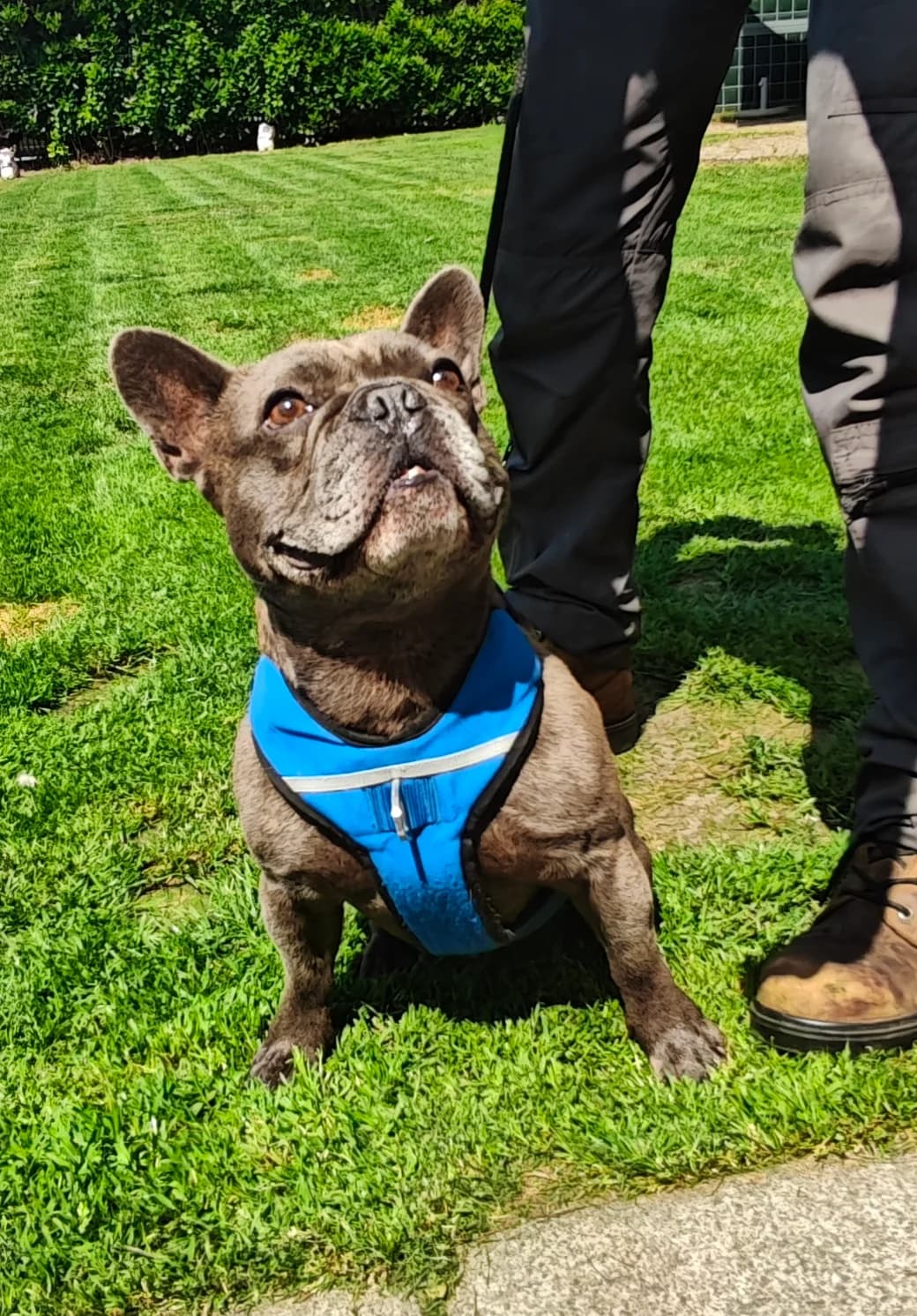 THOR, male English Bulldog for adoption at Dierenwereldkruis VZW, Bornem