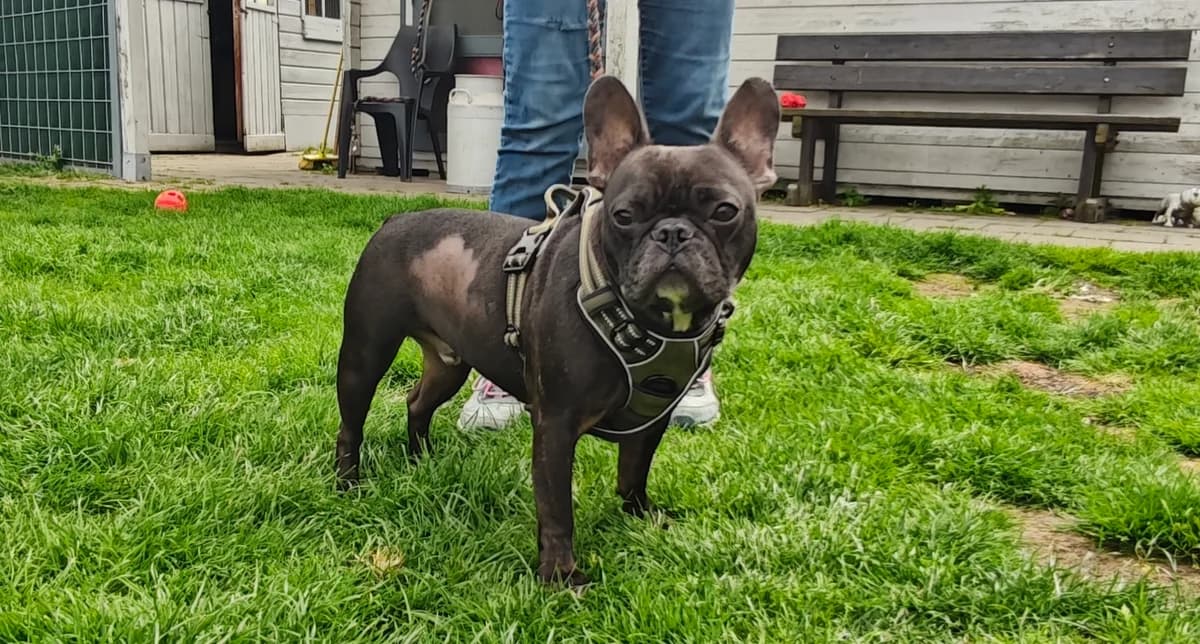 BAO-LEE, male English Bulldog for adoption at Dierenwereldkruis VZW, Bornem