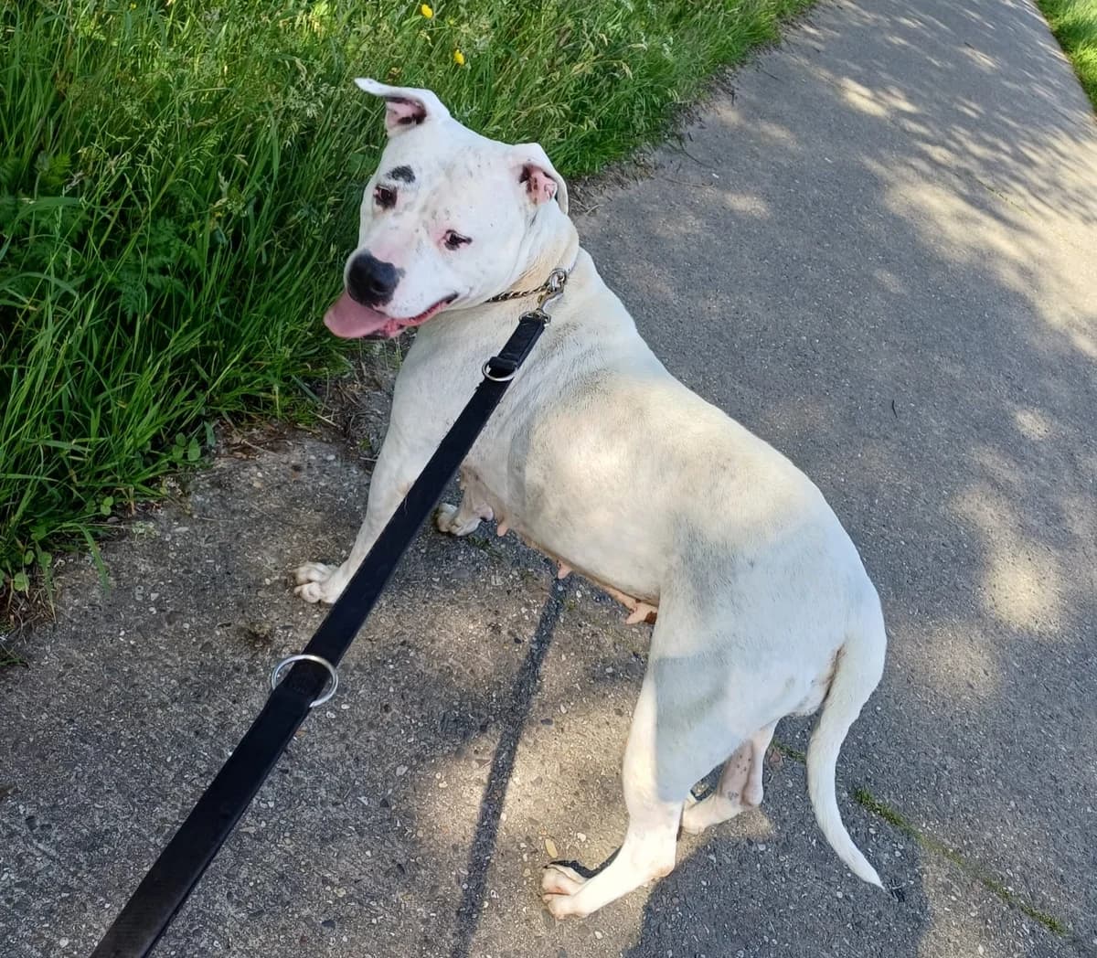 CHICA, female 6yo mixed breed for adoption at Dierenwereldkruis VZW, Bornem