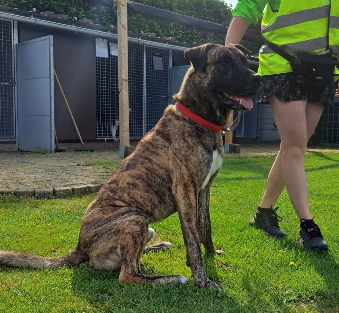 SHADOW, male 3yo mixed breed for adoption at Dierenwereldkruis VZW, Bornem