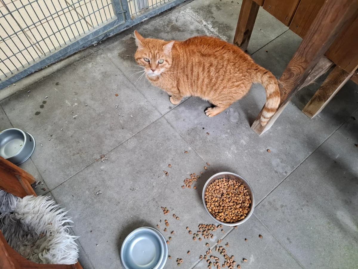 WHISKY, male mixed breed for adoption at Dierenwereldkruis VZW, Bornem
