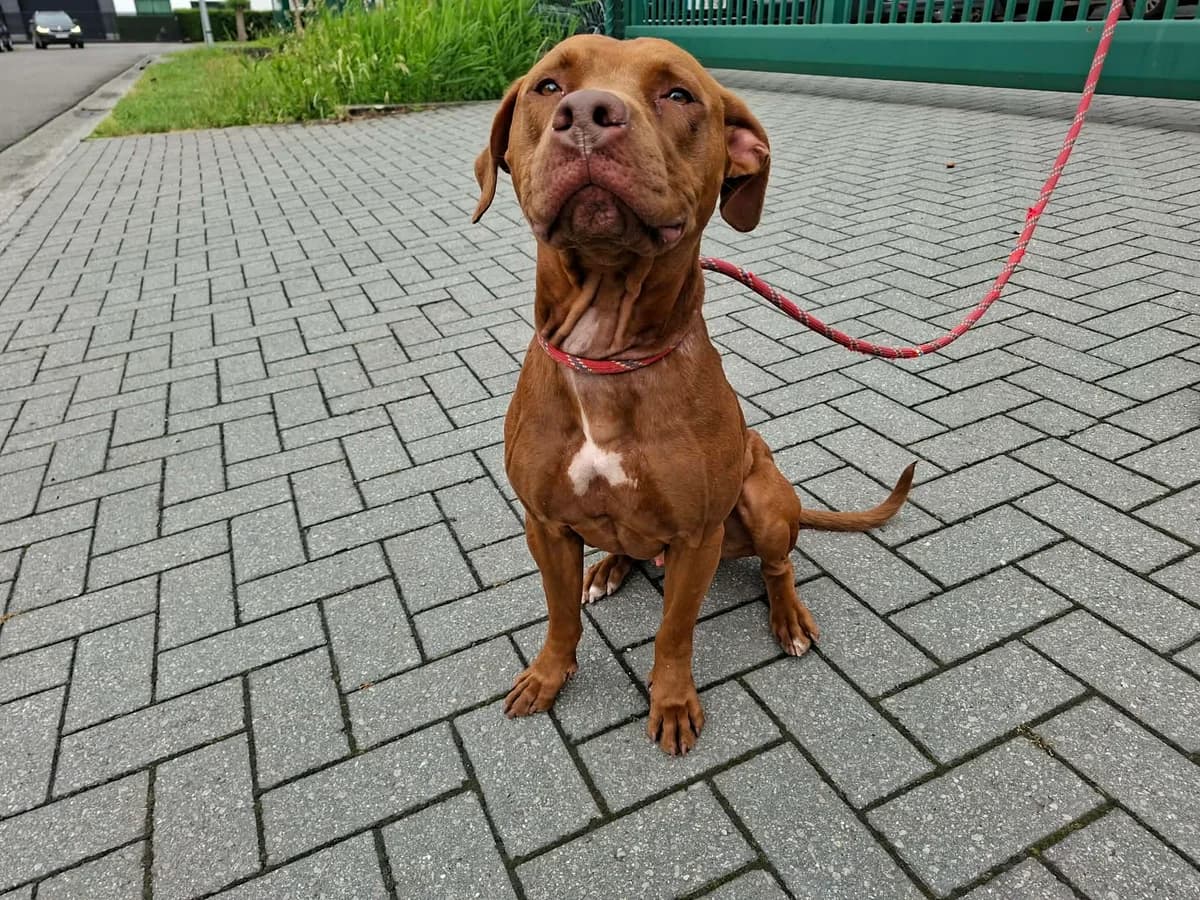 LUCKY, male young mixed breed for adoption at Dierenwereldkruis VZW, Bornem