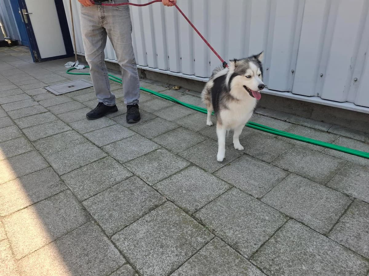 LUNA, female 3yo Pomsky for adoption at Dierenwereldkruis VZW, Bornem