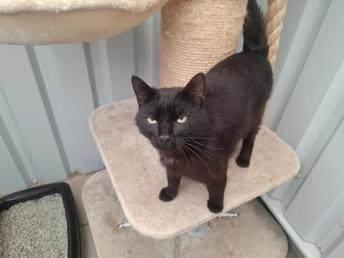 MOBY, male mixed breed for adoption at Dierenwereldkruis VZW, Bornem