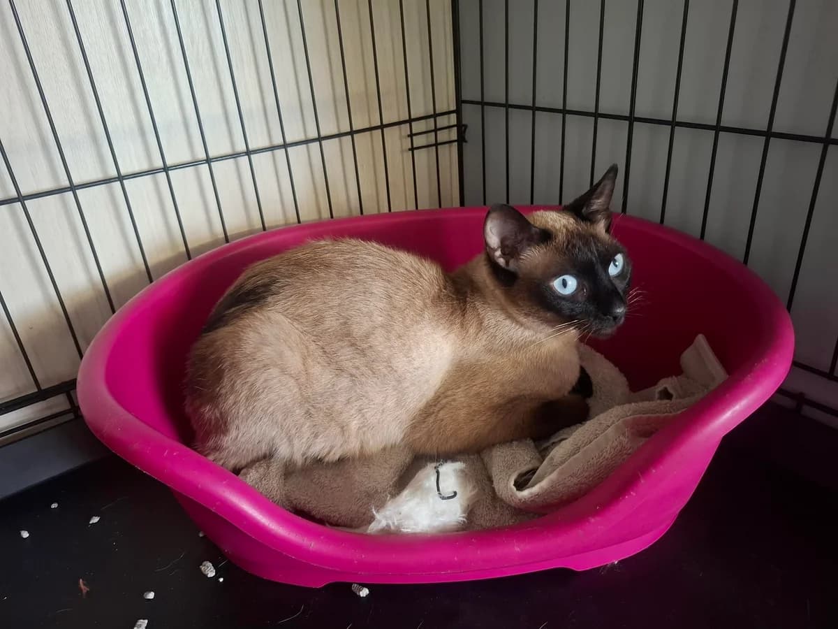 SHEBA, female mixed breed for adoption at Dierenwereldkruis VZW, Bornem