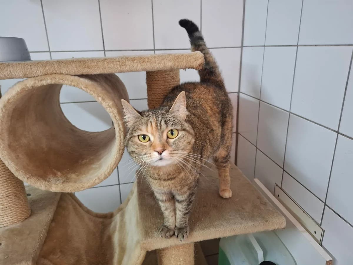 NALA, female mixed breed for adoption at Dierenwereldkruis VZW, Bornem