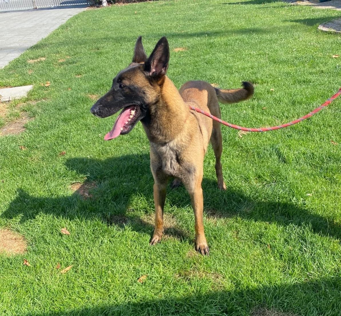LOLA, female 3yo mixed breed for adoption at Dierenwereldkruis VZW, Bornem