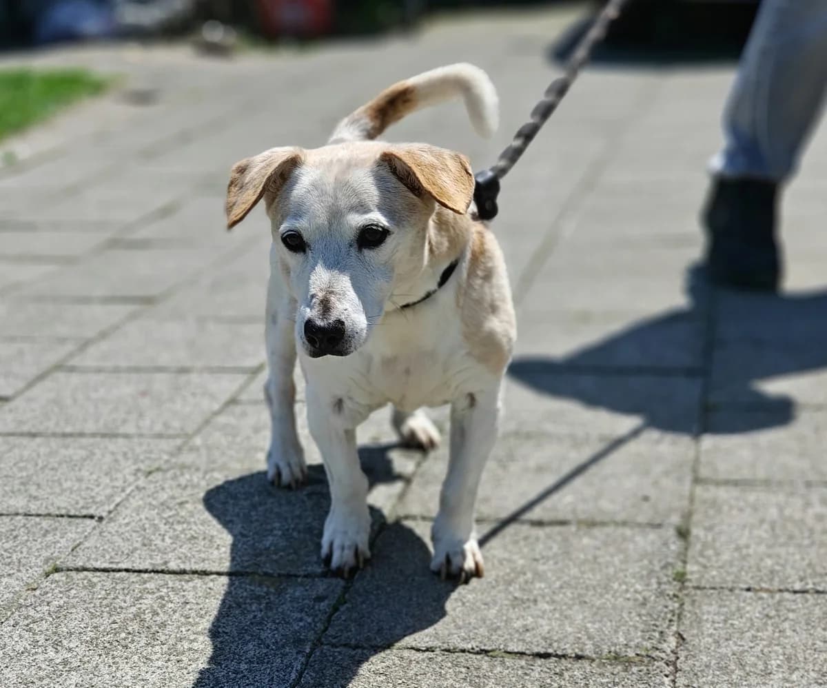 BONO, male senior Jack Russell Terrier for adoption at Dierenwereldkruis VZW, Bornem