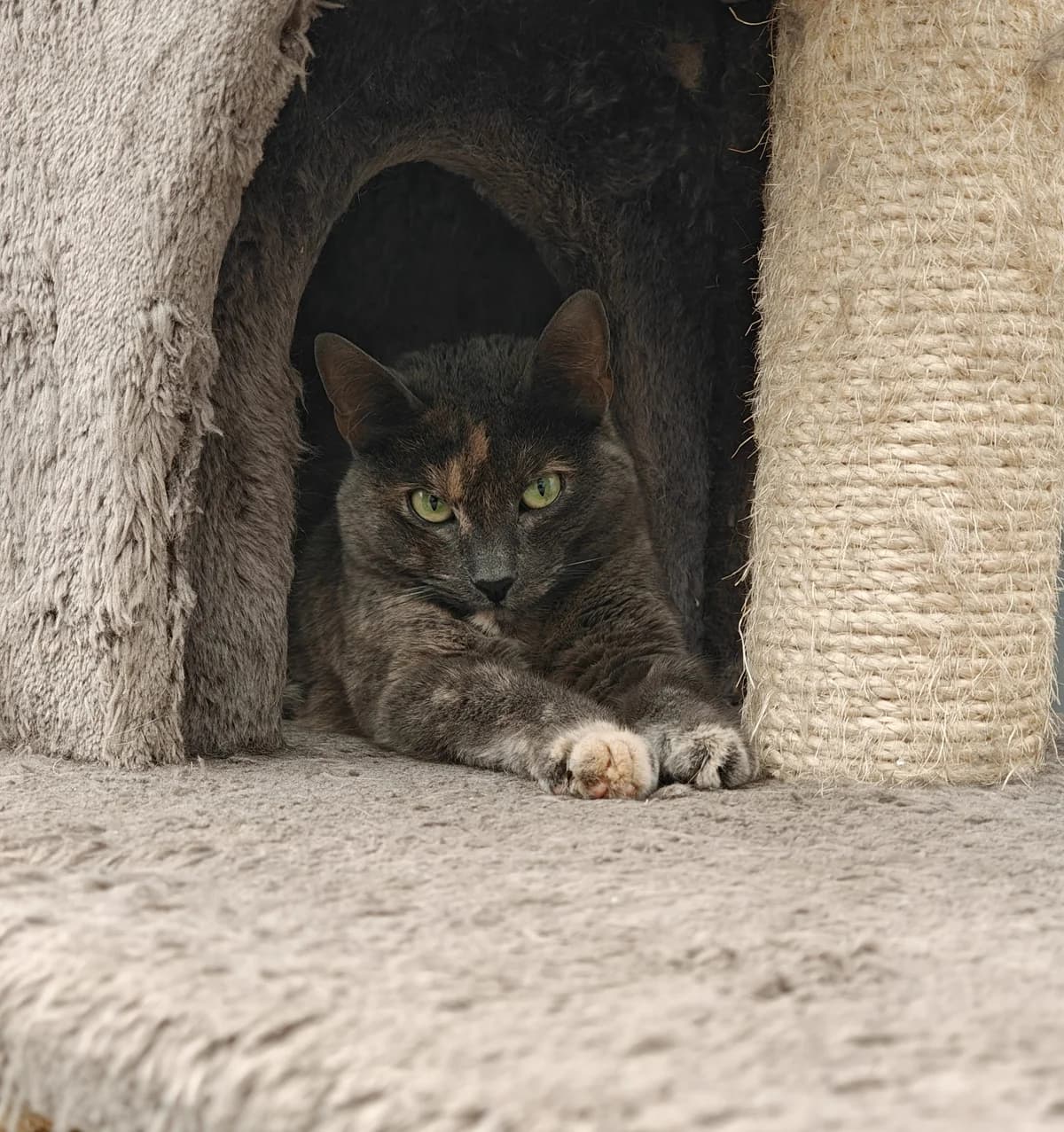 SIMSEK, female mixed breed for adoption at Dierenwereldkruis VZW, Bornem
