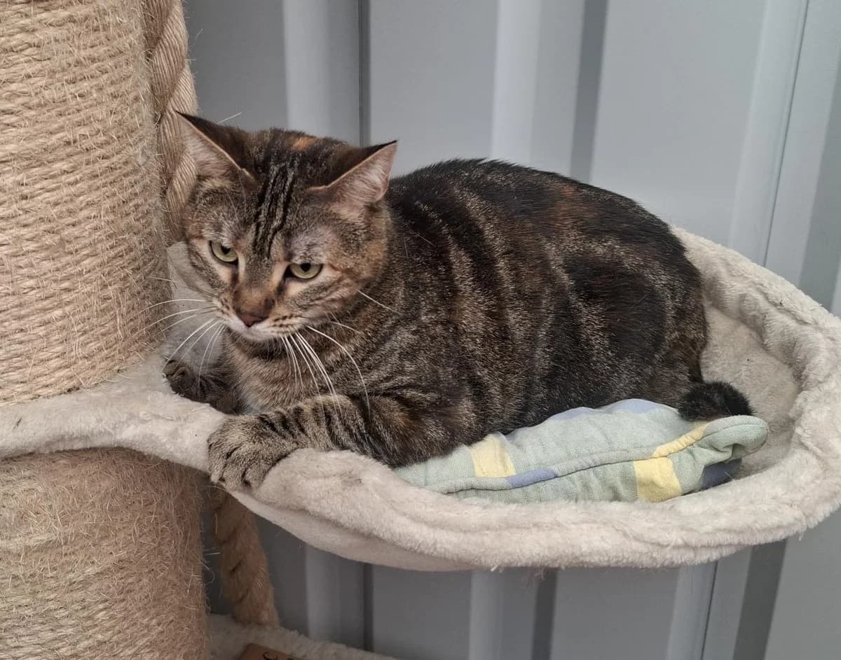 MISTY, female mixed breed for adoption at Dierenwereldkruis VZW, Bornem