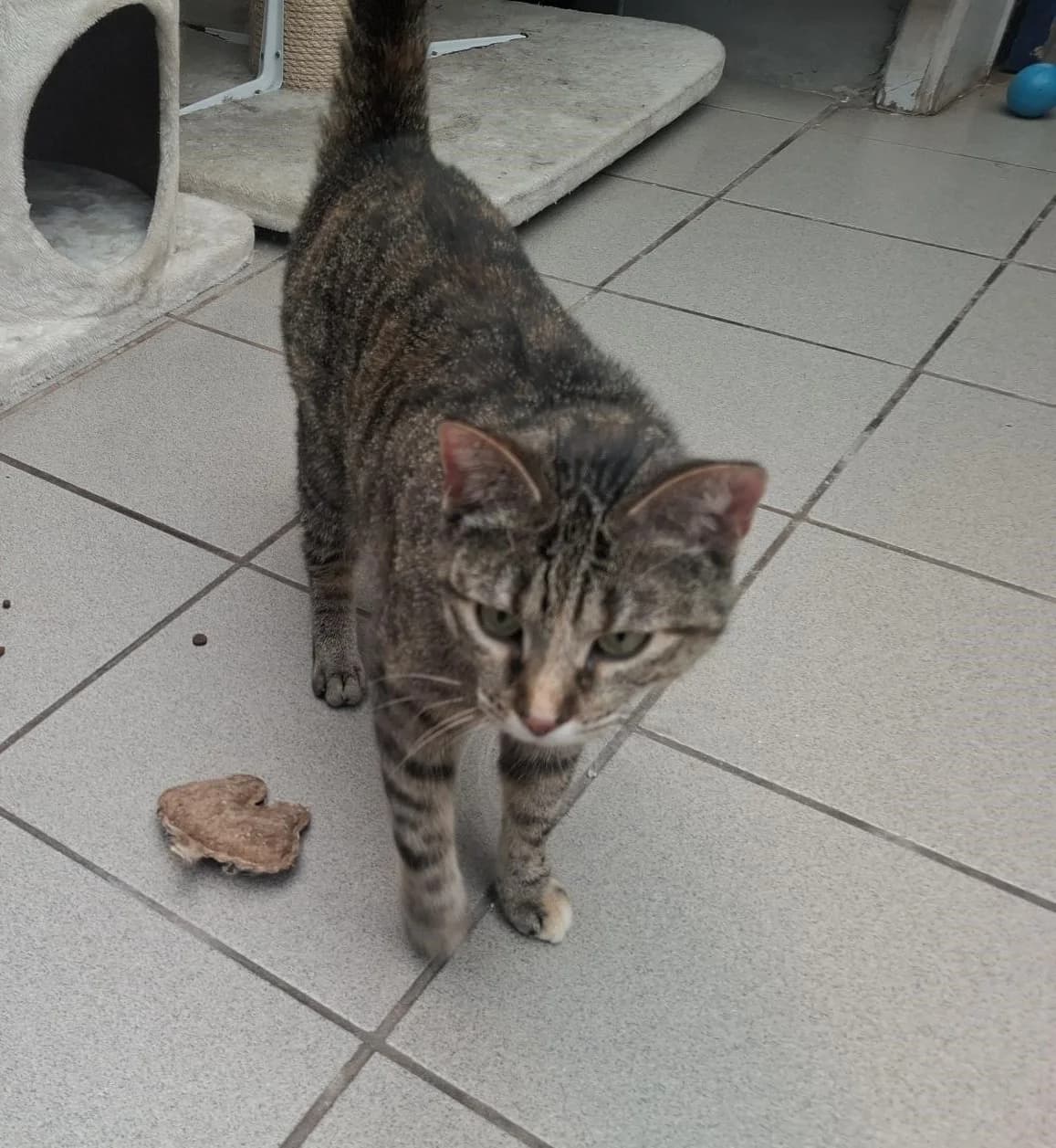 MINOU, female mixed breed for adoption at Dierenwereldkruis VZW, Bornem