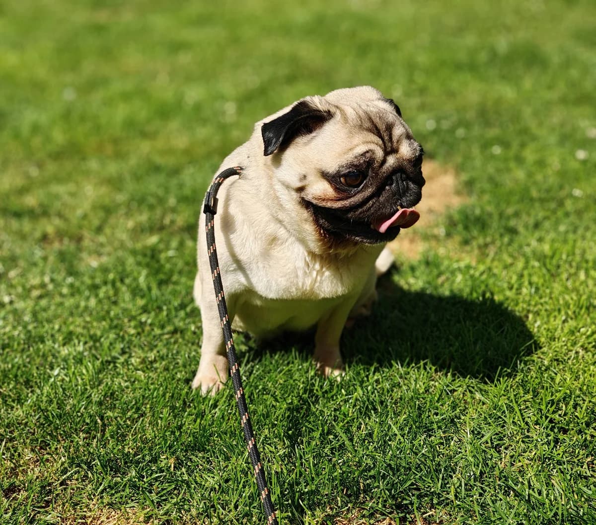 LOLYPOP, female 7yo Pug for adoption at Dierenwereldkruis VZW, Bornem