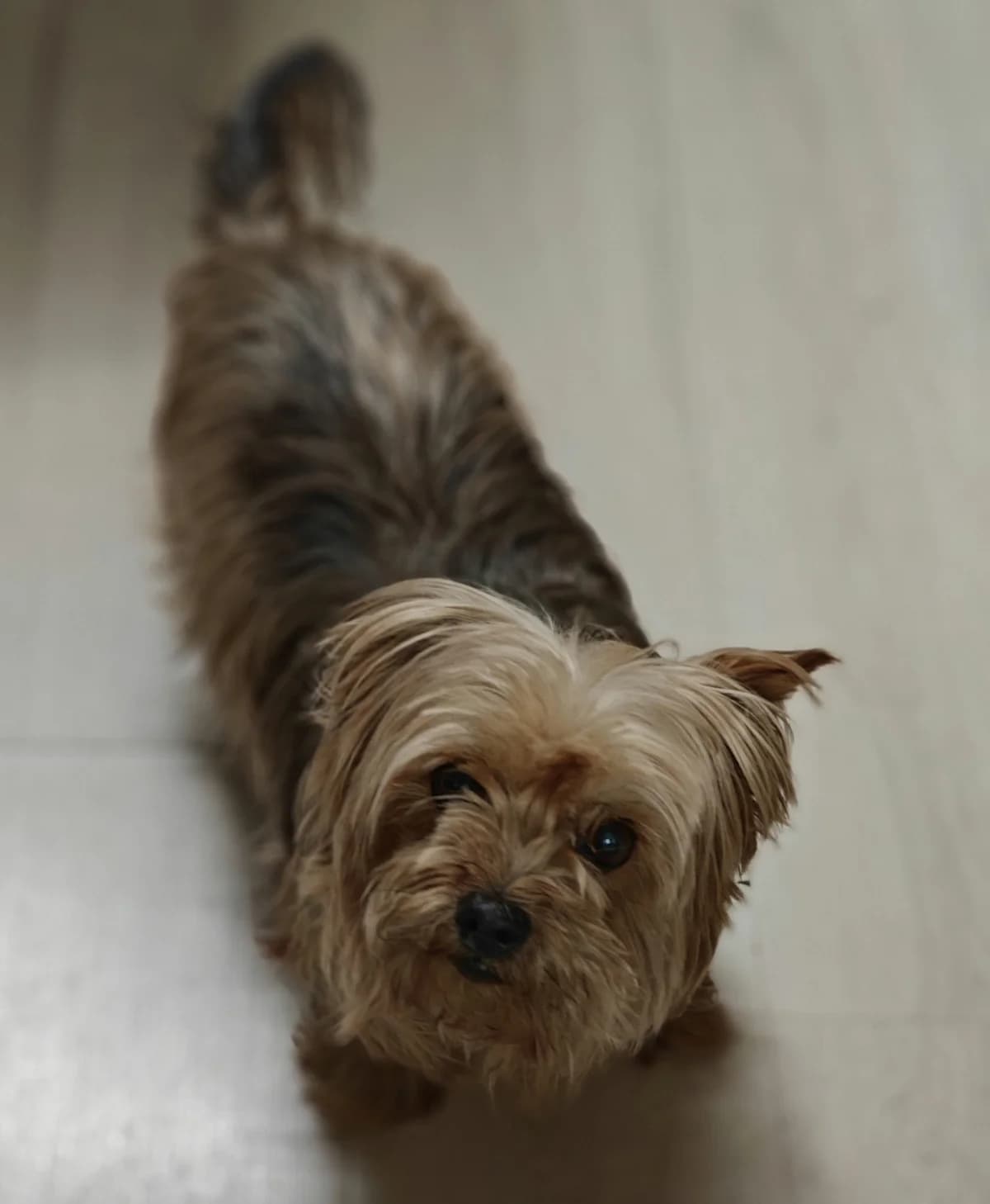 CHANEL, female senior mixed breed for adoption at Dierenwereldkruis VZW, Bornem