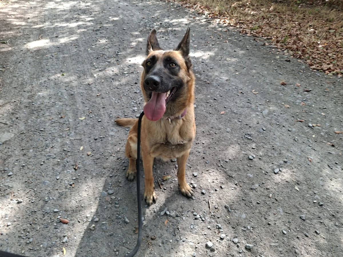 ZORA, female young mixed breed for adoption at Dierenwereldkruis VZW, Bornem