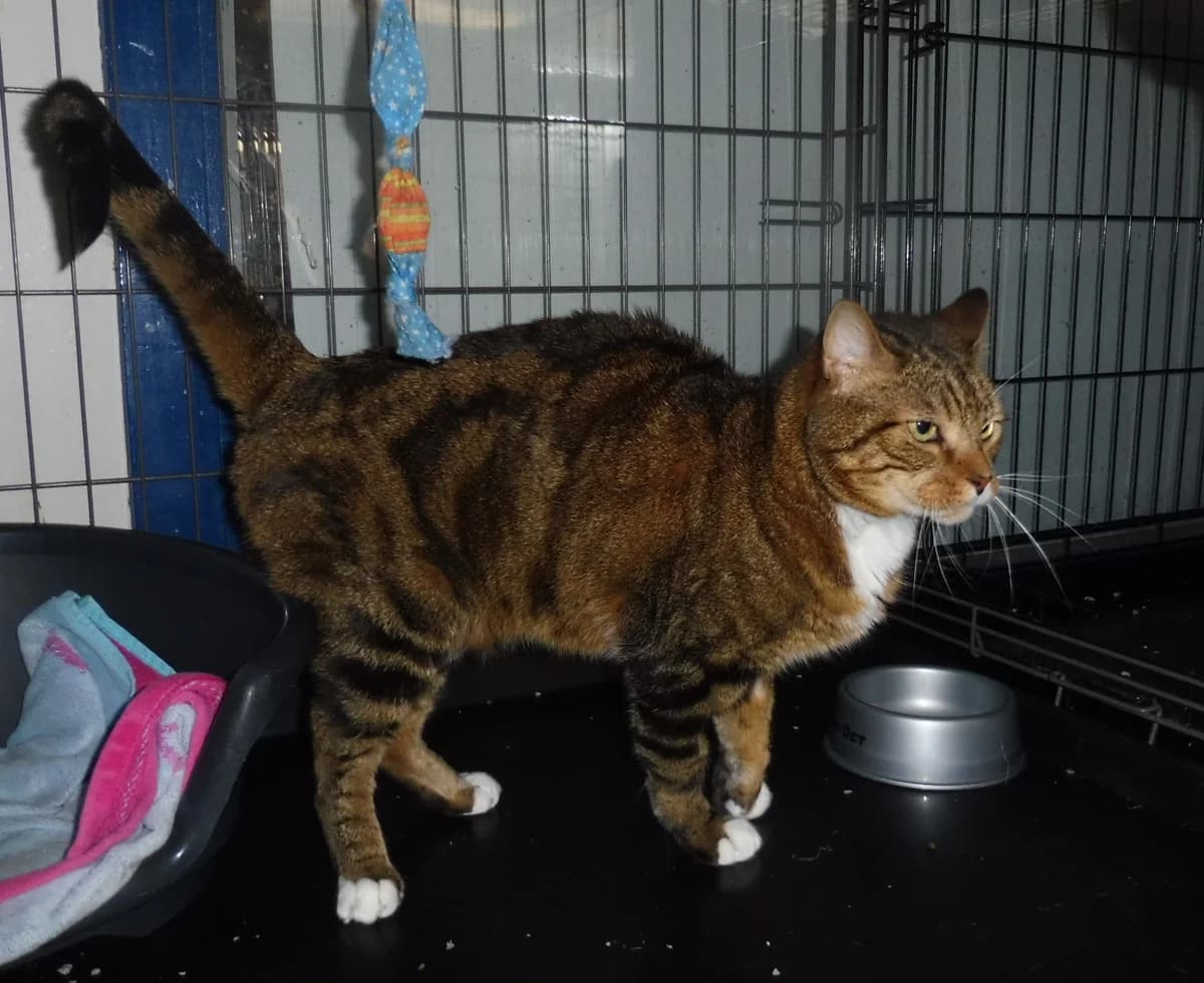 XENN, male senior mixed breed for adoption at Dierenwereldkruis VZW, Bornem