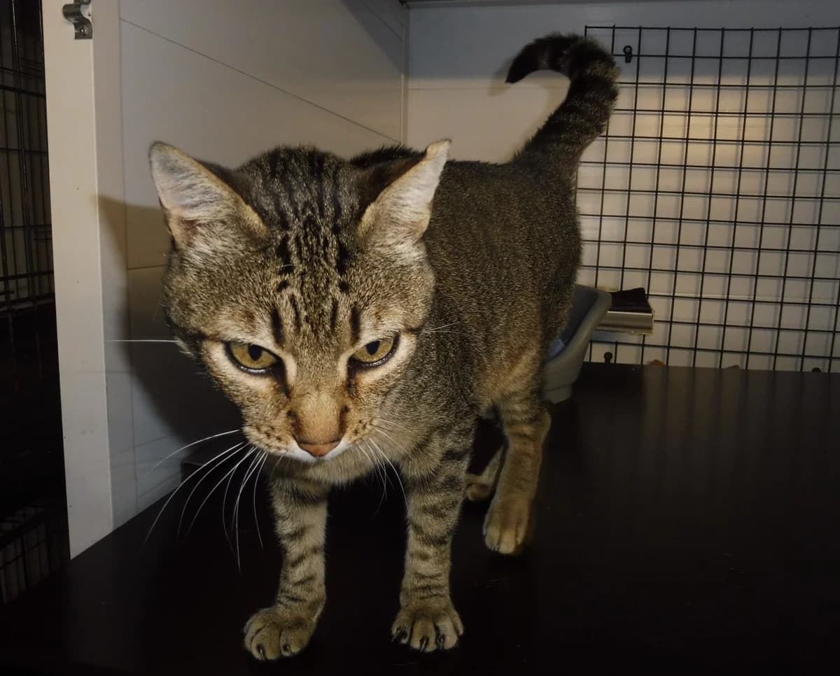 TIGRIS, male mixed breed for adoption at Dierenwereldkruis VZW, Bornem