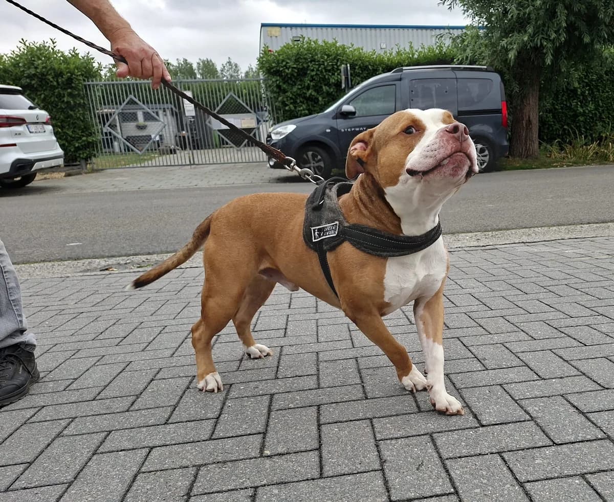 BUDDY, male 5yo mixed breed for adoption at Dierenwereldkruis VZW, Bornem