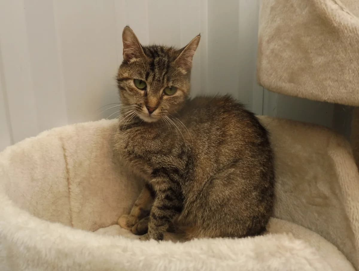 BELLA, female mixed breed for adoption at Dierenwereldkruis VZW, Bornem