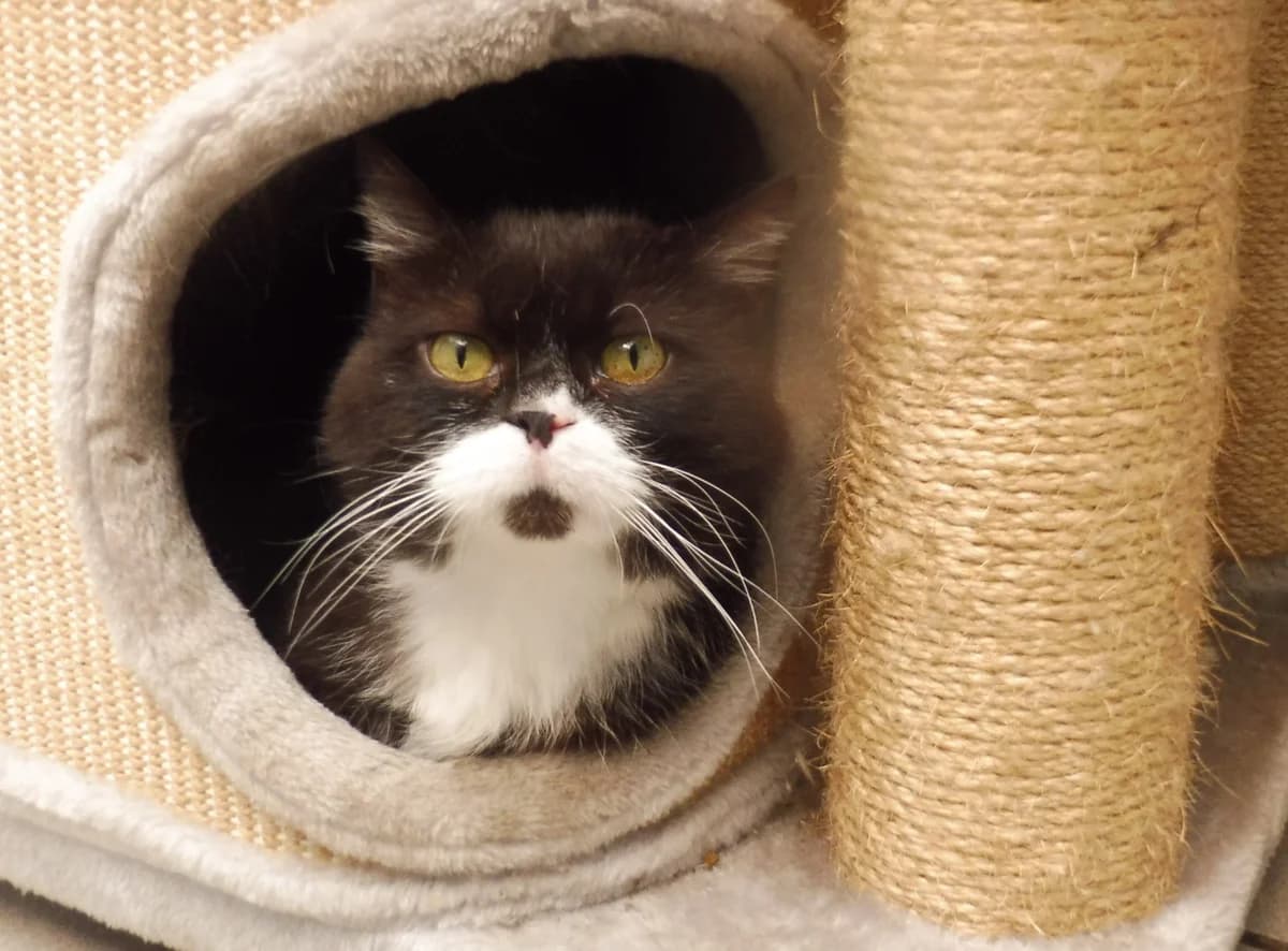 COSMO, male mixed breed for adoption at Dierenwereldkruis VZW, Bornem