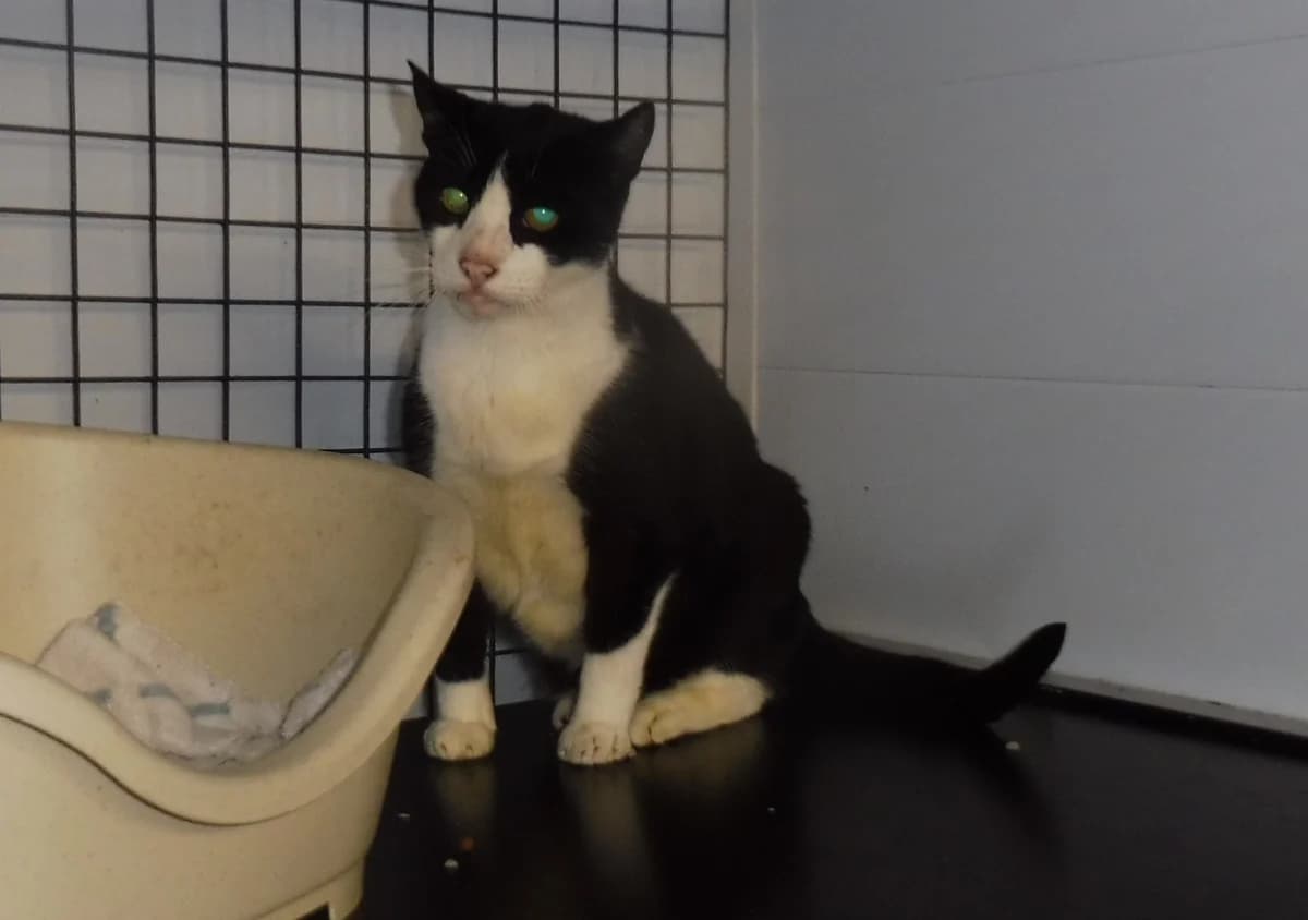 FELIX, male mixed breed for adoption at Dierenwereldkruis VZW, Bornem