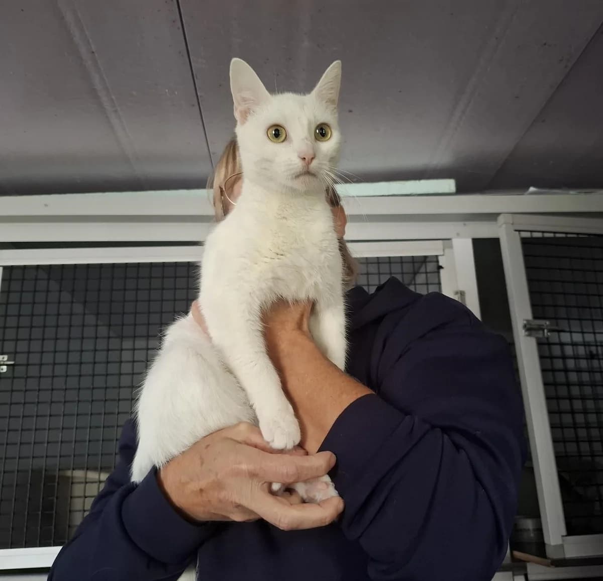 PATROS, male mixed breed for adoption at Dierenwereldkruis VZW, Bornem