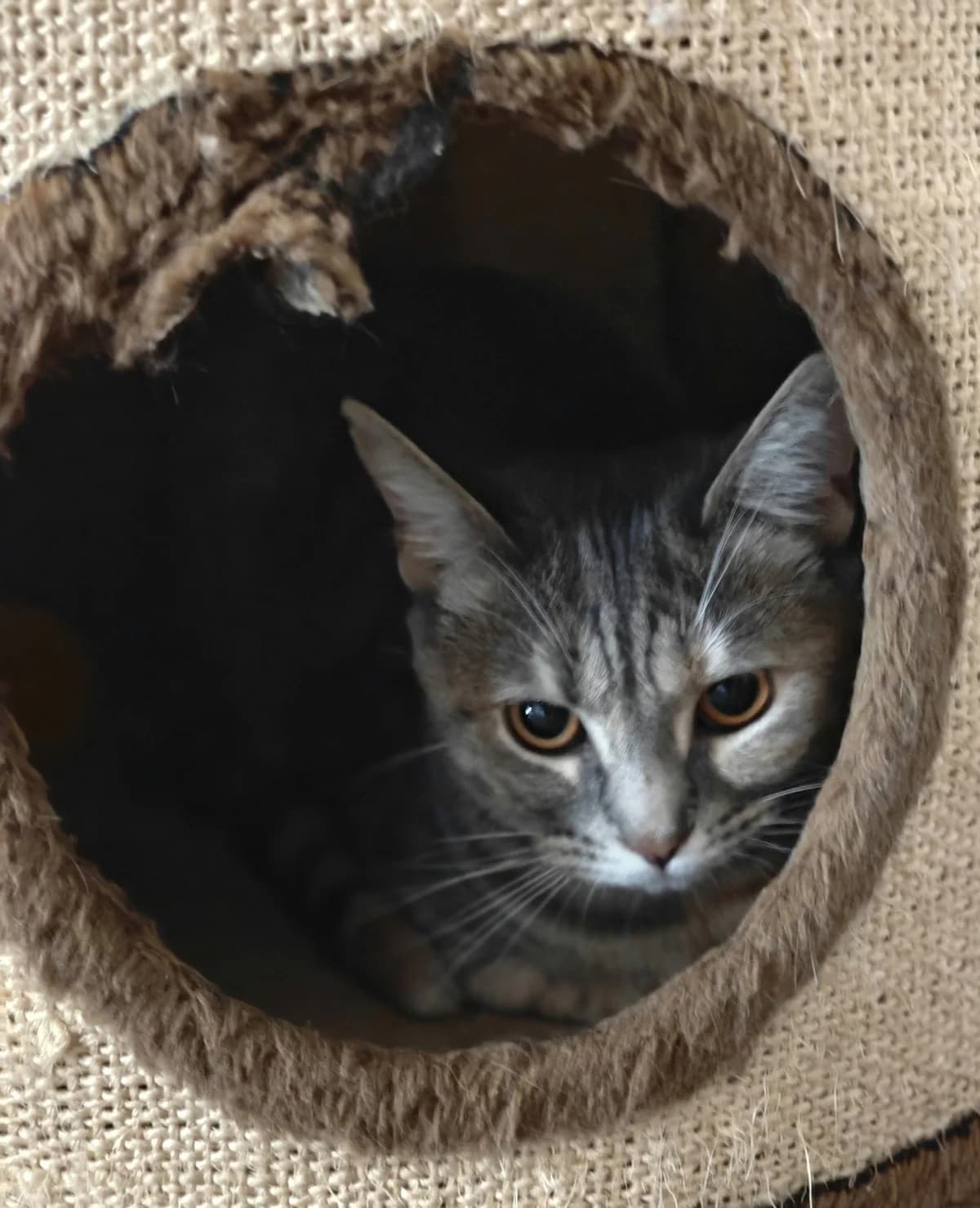 SUKI, female mixed breed for adoption at Dierenwereldkruis VZW, Bornem