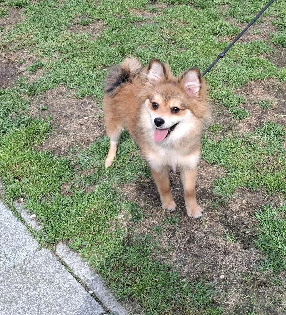 GIZMO, male puppy Pomeranian for adoption at Dierenwereldkruis VZW, Bornem
