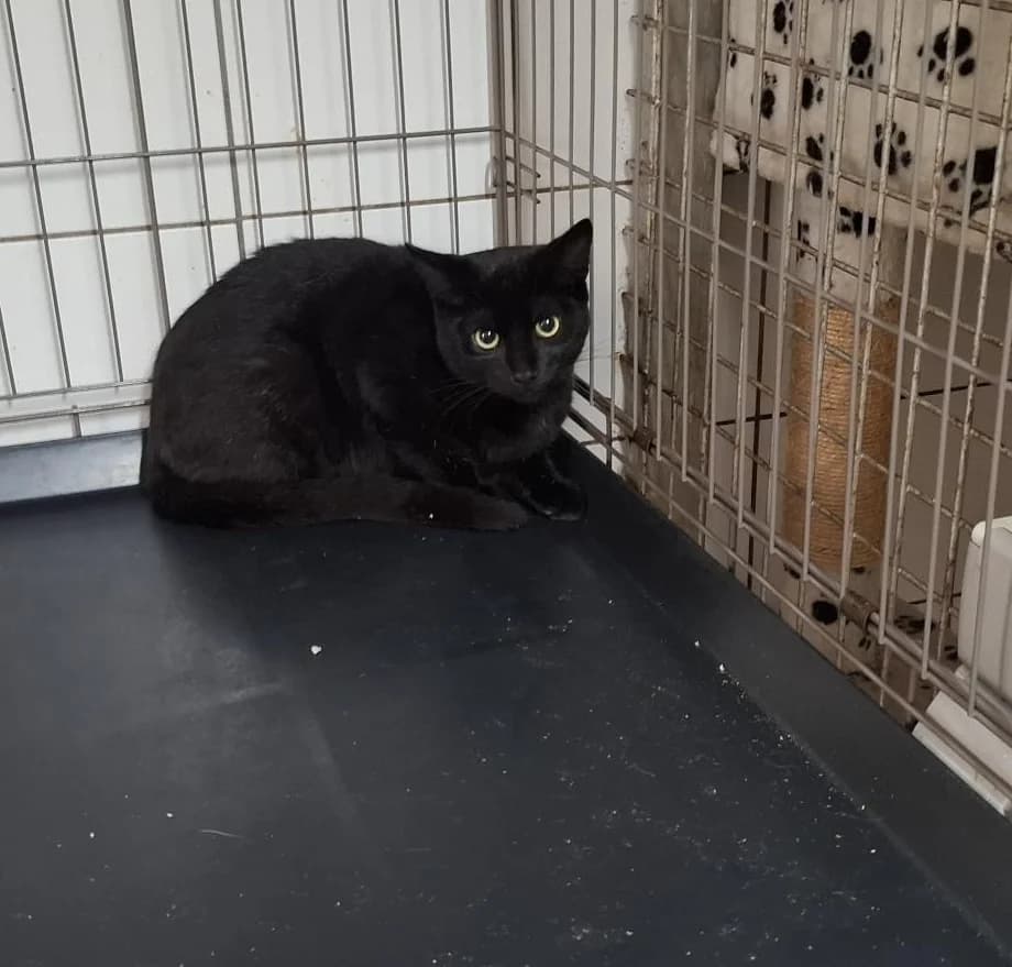ONYX, male mixed breed for adoption at Dierenwereldkruis VZW, Bornem