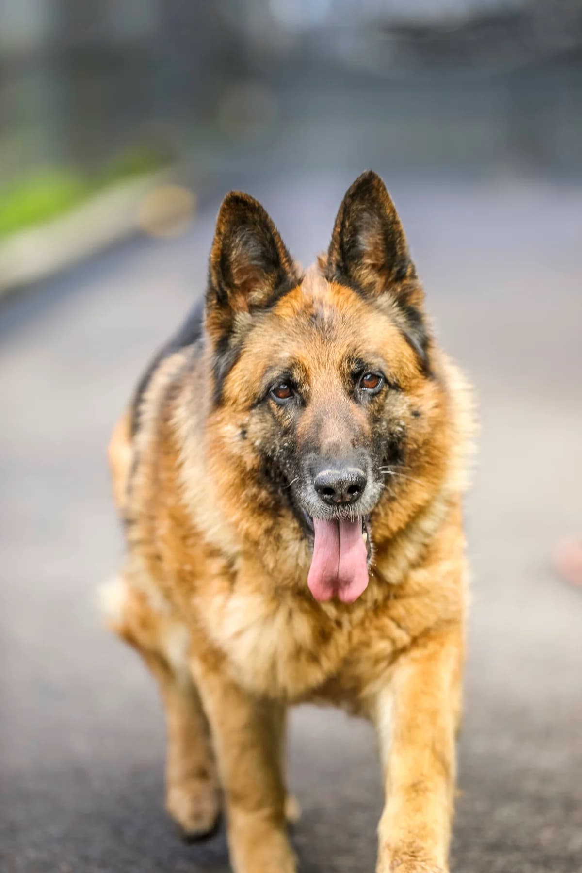 Nymé,  German Shepherd for adoption at La Feuille de l, Remouchamps (Liège)
