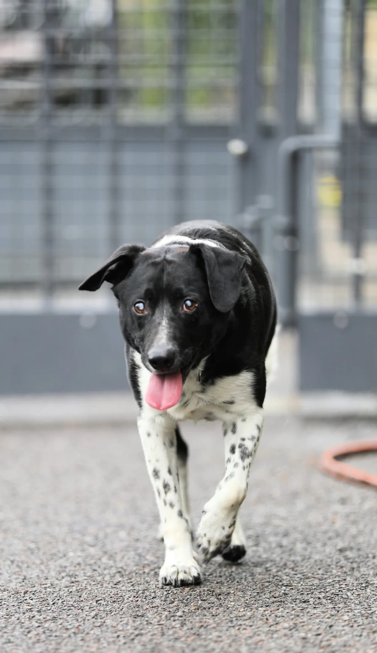 Léo,  puppy Border Collie for adoption at La Feuille de l, Remouchamps (Liège)